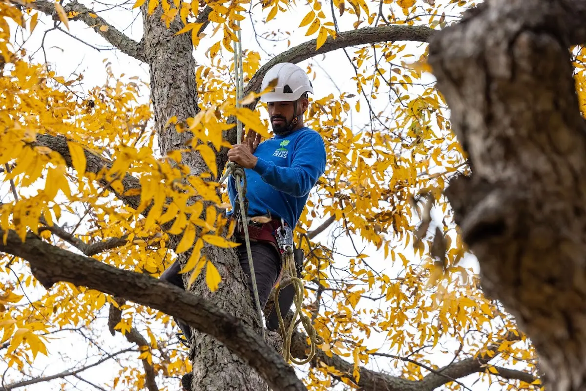 Skilled Tree Planing crew working in Barboursville